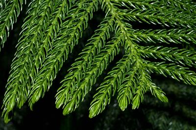 Araucaria heterophyl
